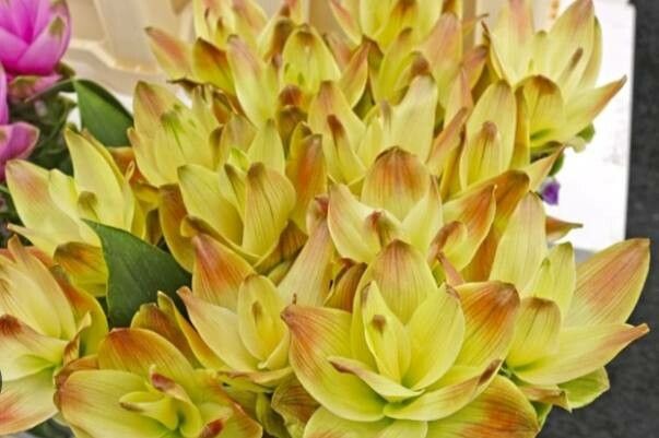 Curcuma australasica — search result for 'Curcuma'
