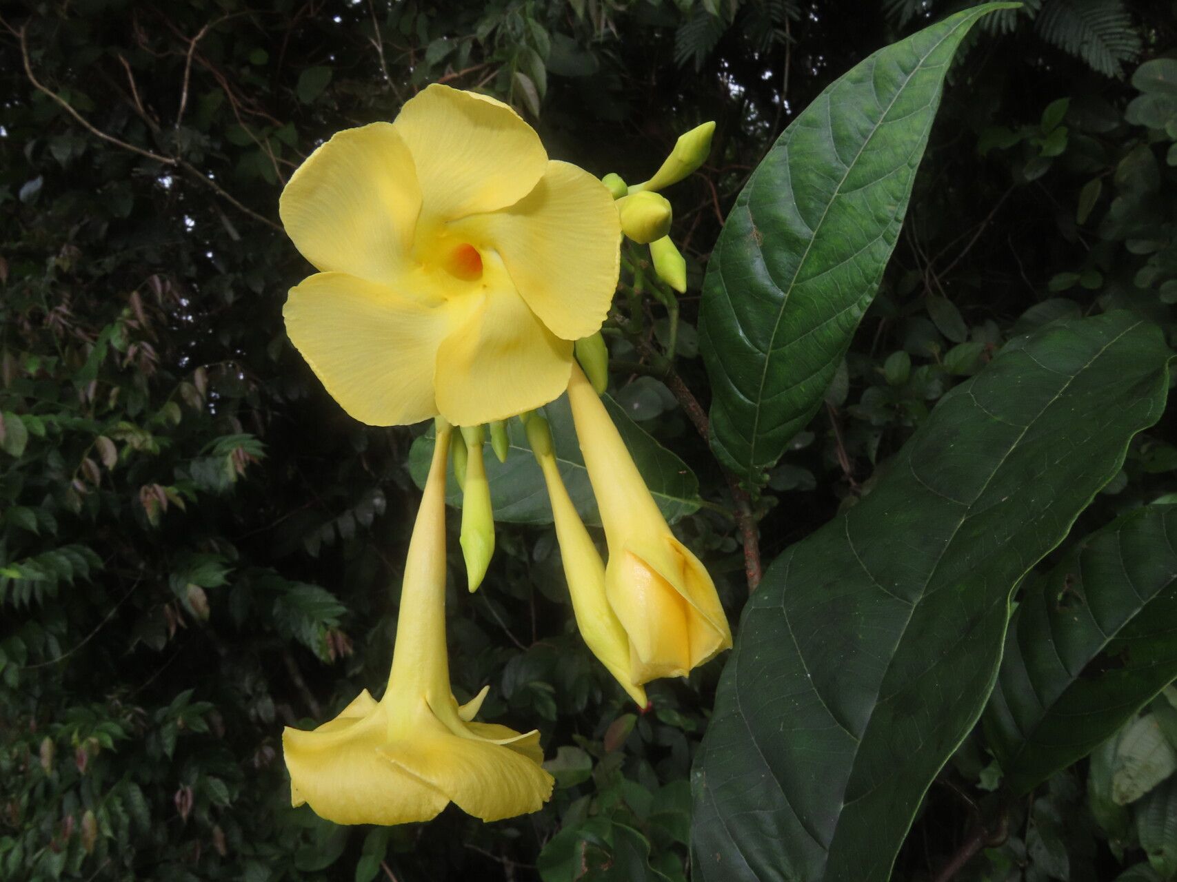 Odontadenia semidigyna flower