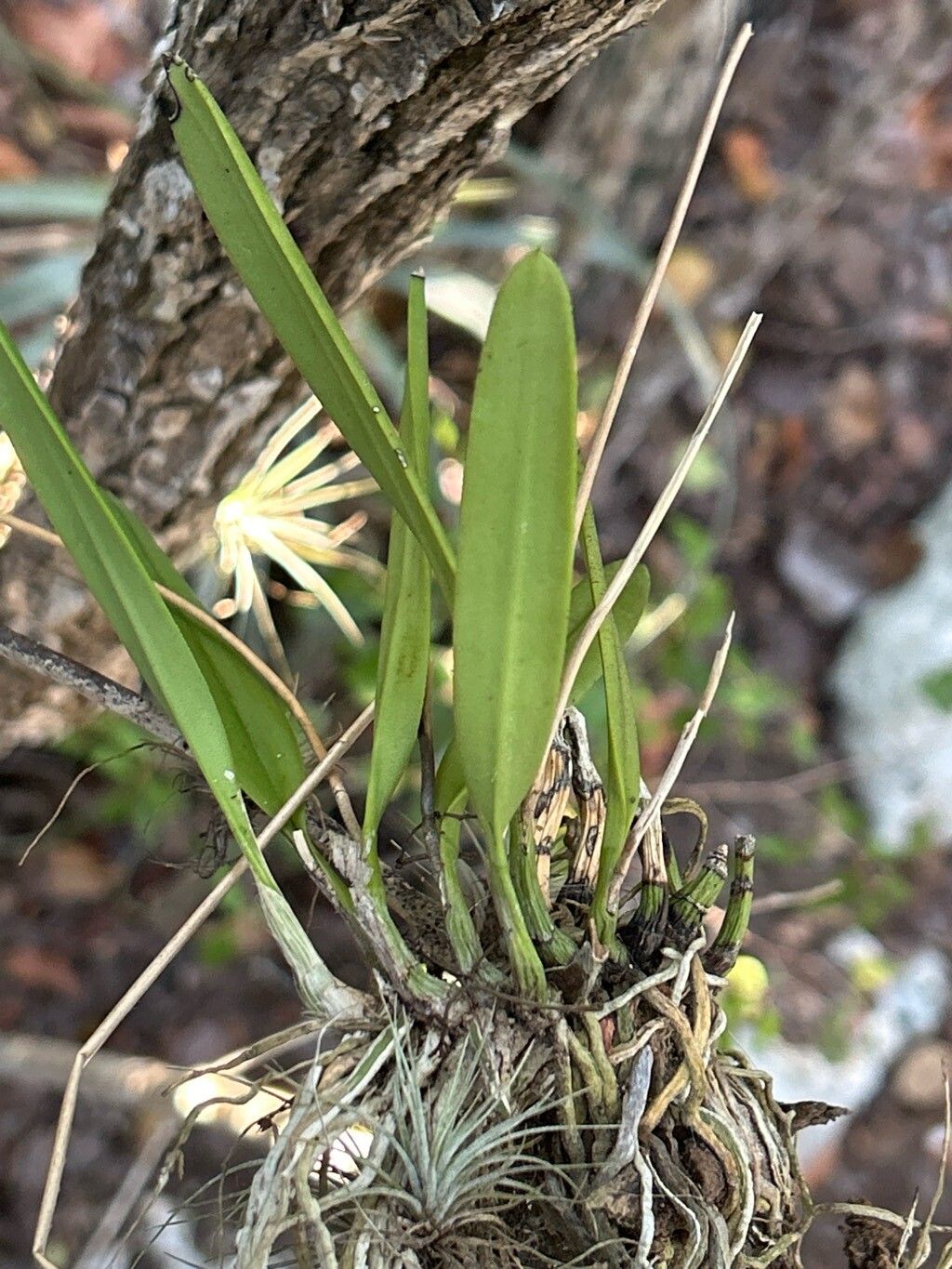 Broughtonia lindenii leaf