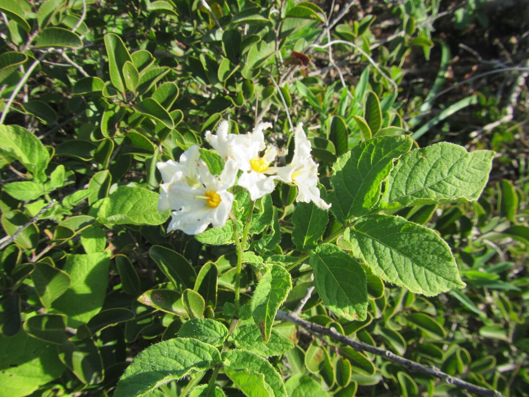 Solanum maglia habit