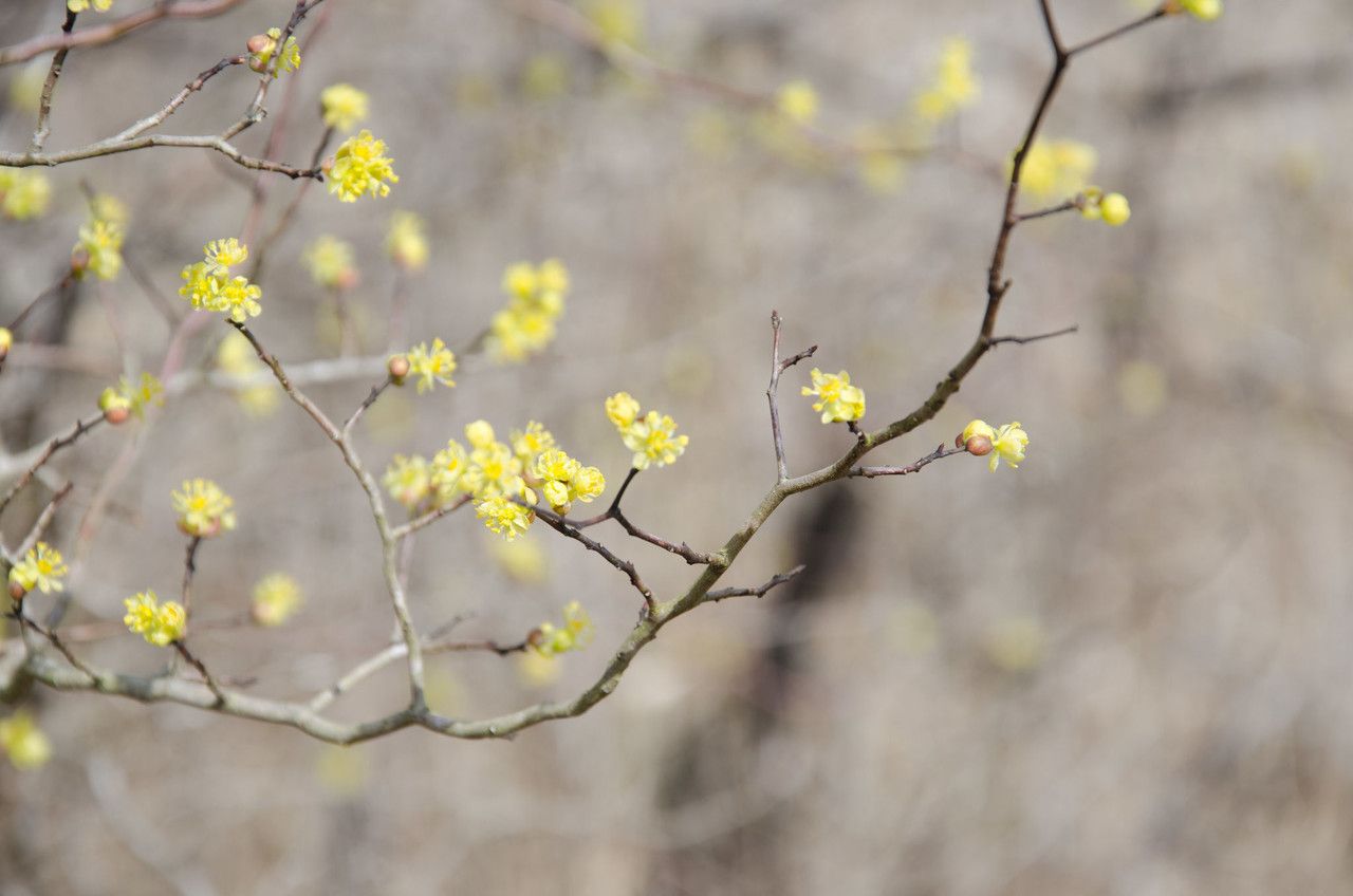 Litsea aestivalis habit