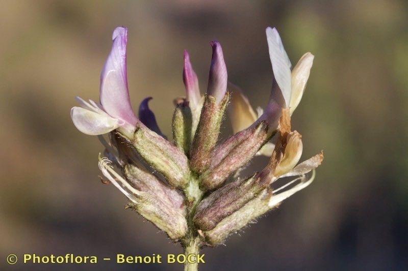 Astragalus hispanicus fruit
