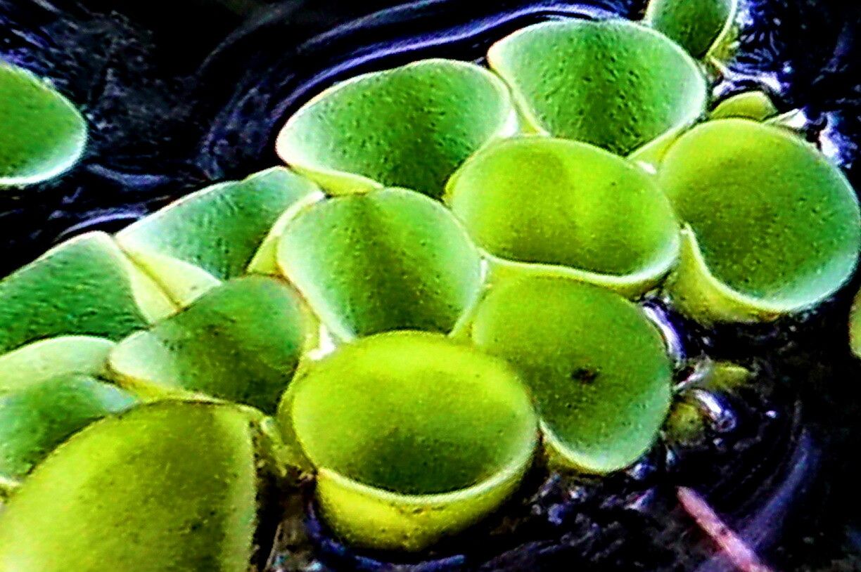 Salvinia cucullata — related species from the same genus