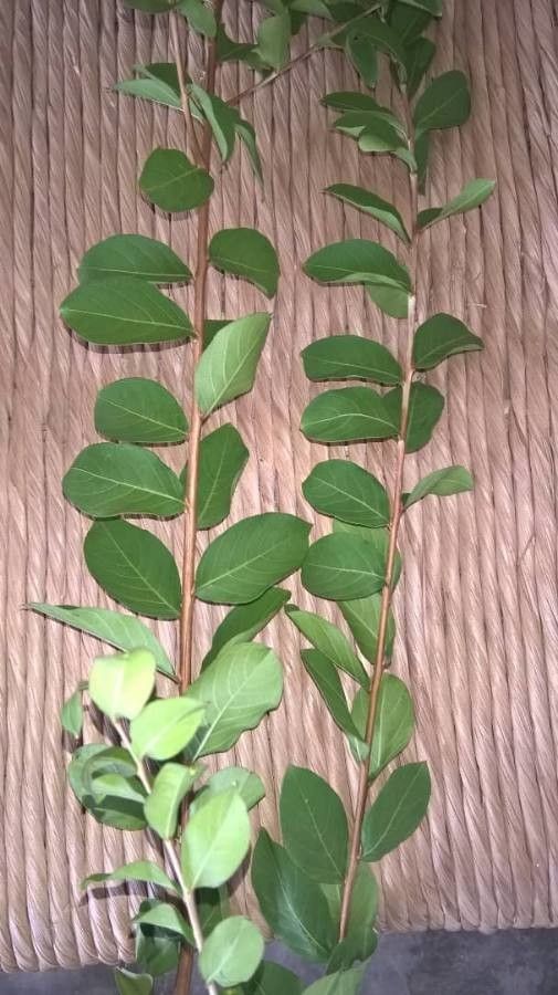 Xylosma flexuosa leaf