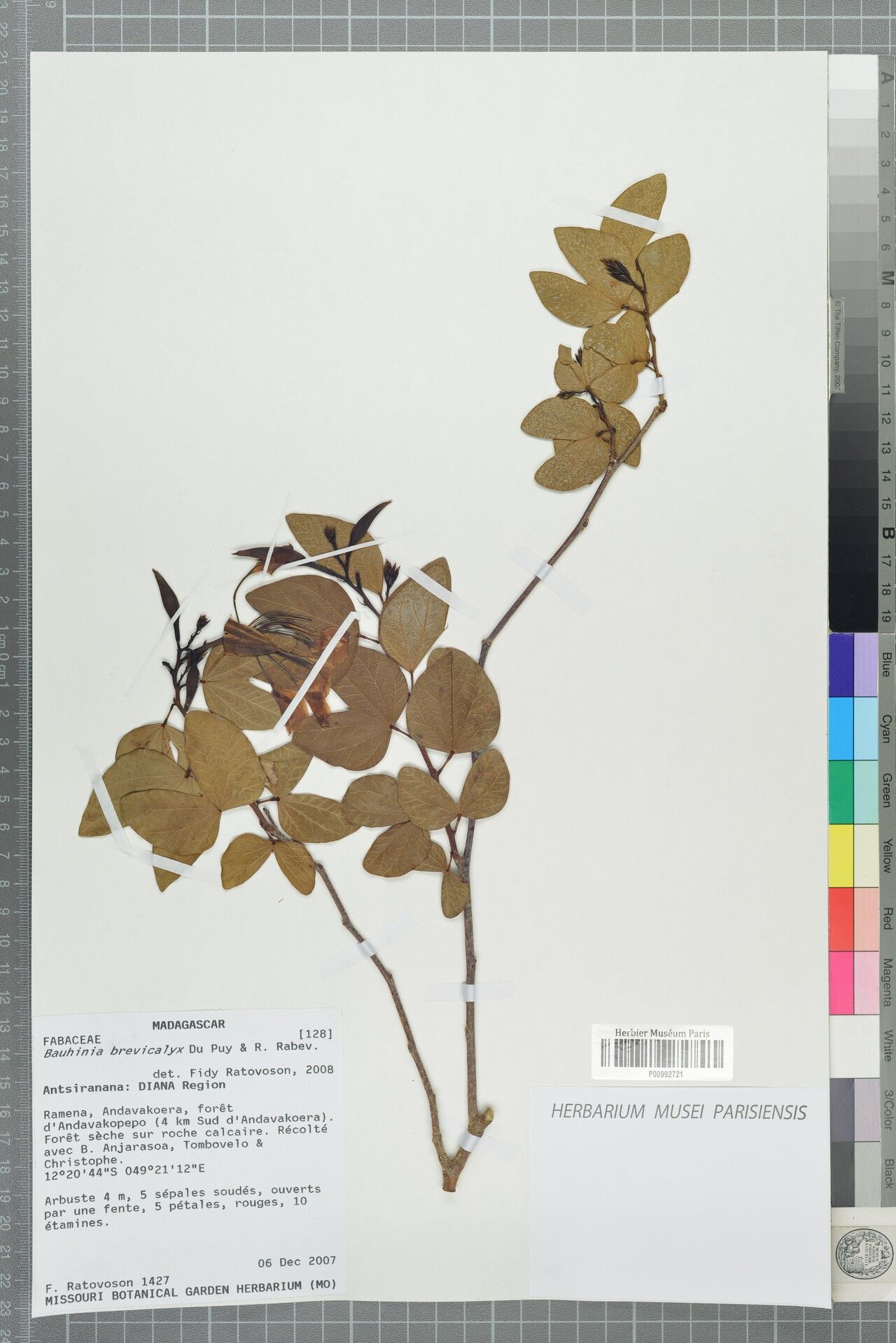 Bauhinia brevicalyx — houseplant care guide