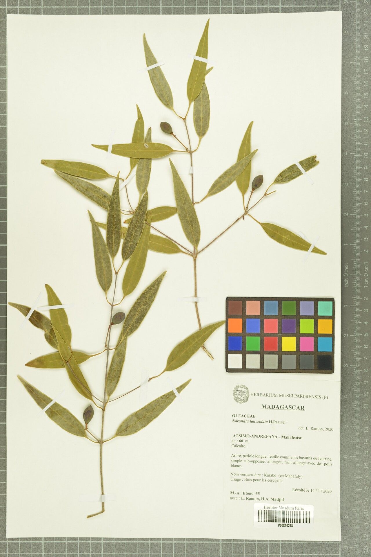 Noronhia lanceolata — search result for 'Noronhia'