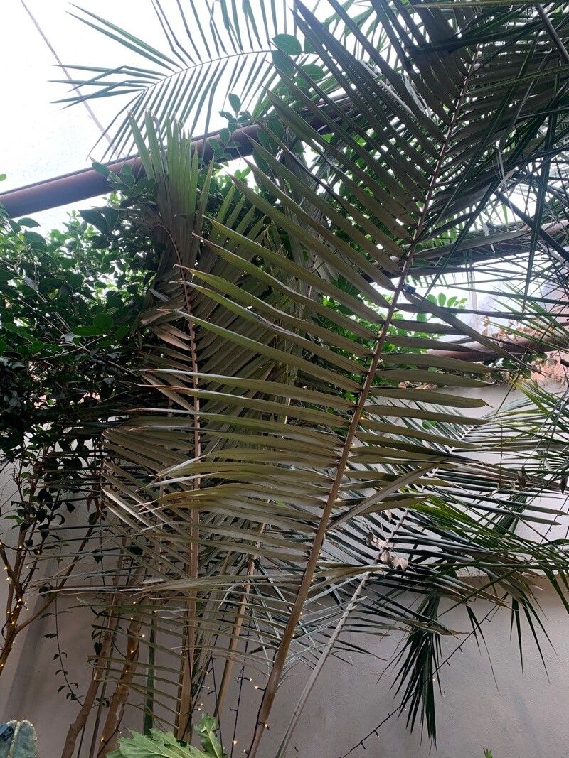 Arenga obtusifolia — houseplant care guide