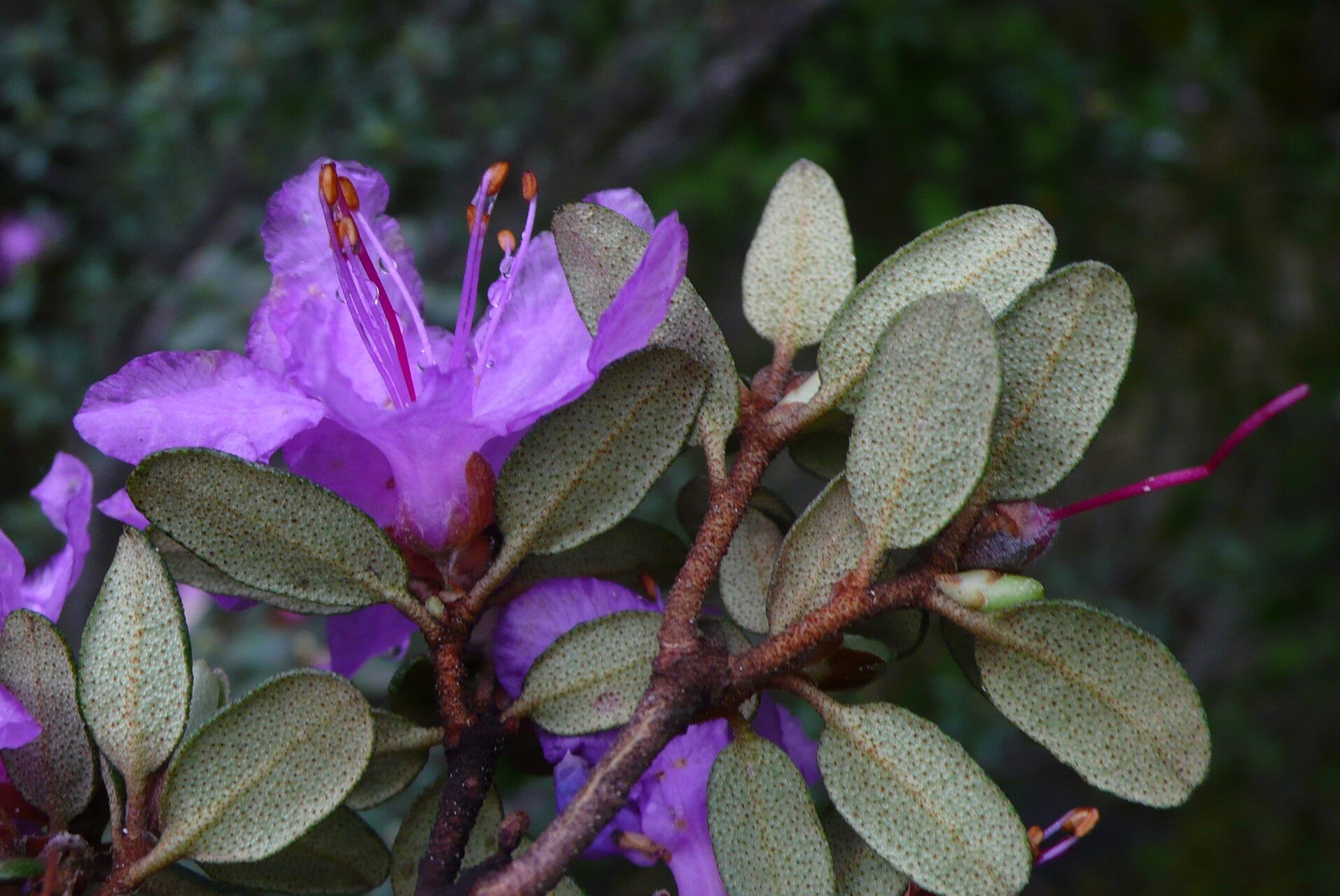 Rhododendron nivale — houseplant care guide