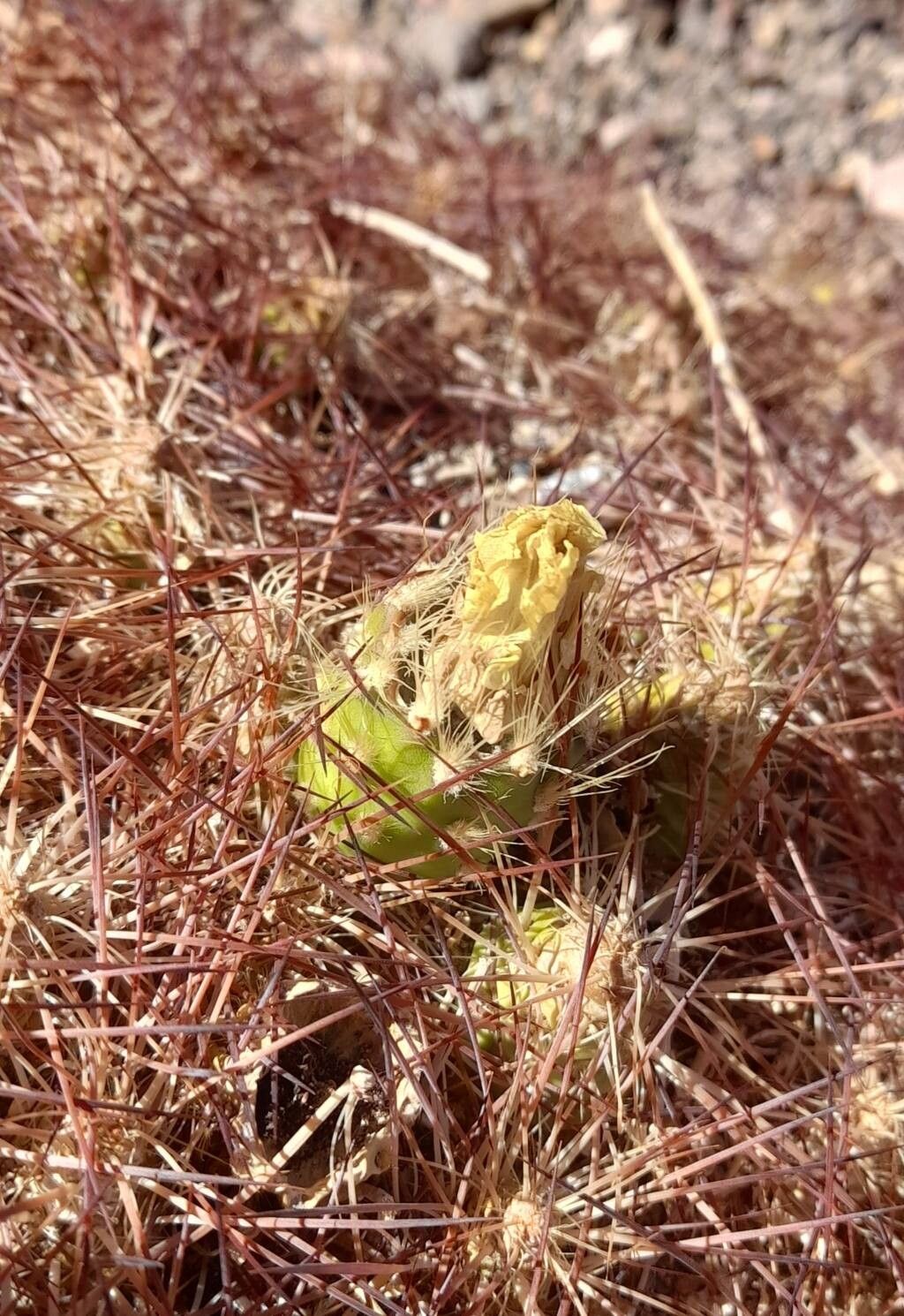 Maihueniopsis colorea — related species from the same genus