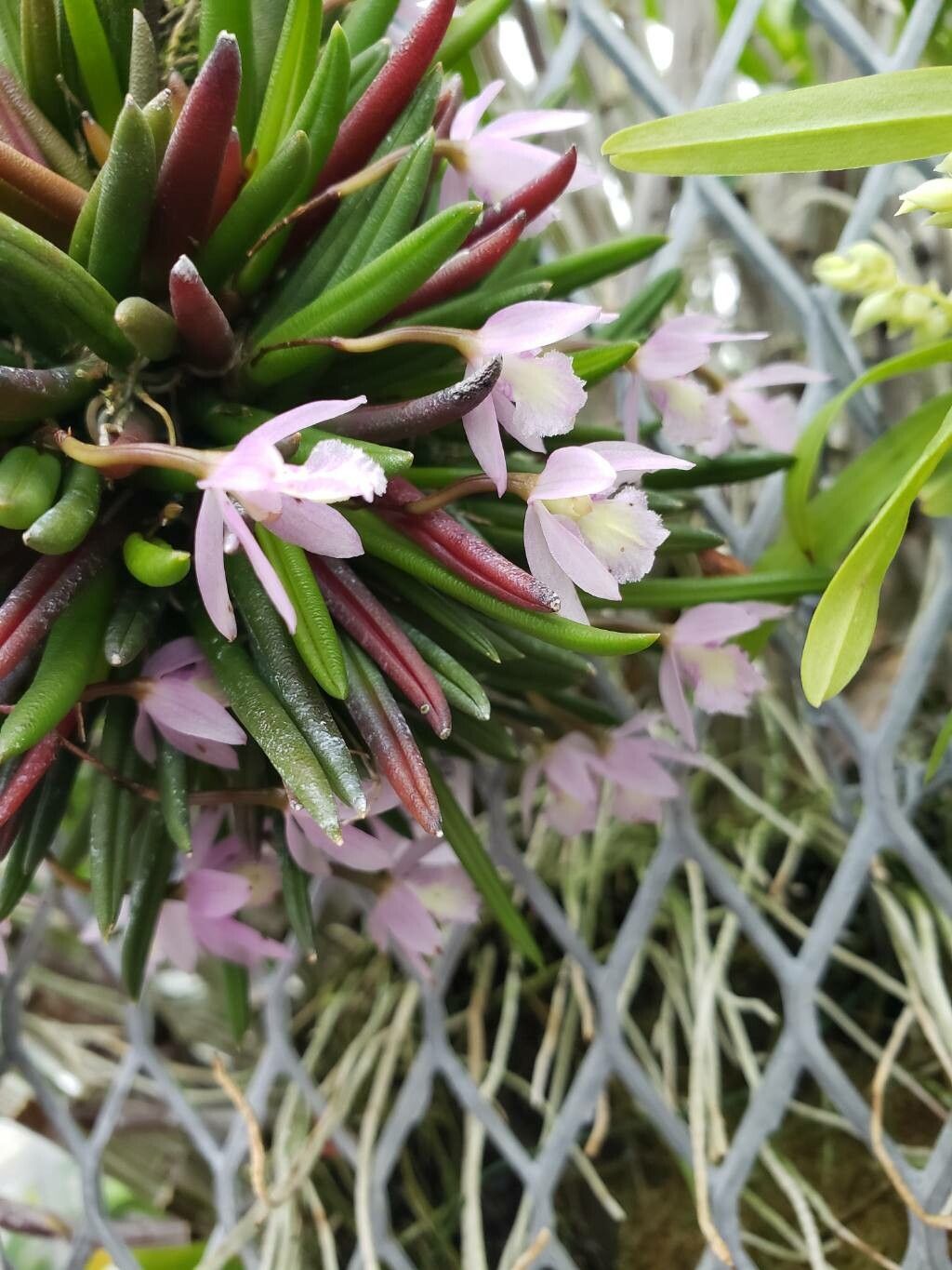 Leptotes harryphillipsii flower