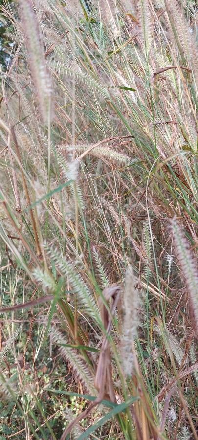 Pennisetum pedicellatum other