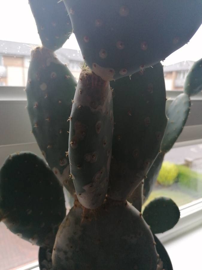 Opuntia megacantha flower