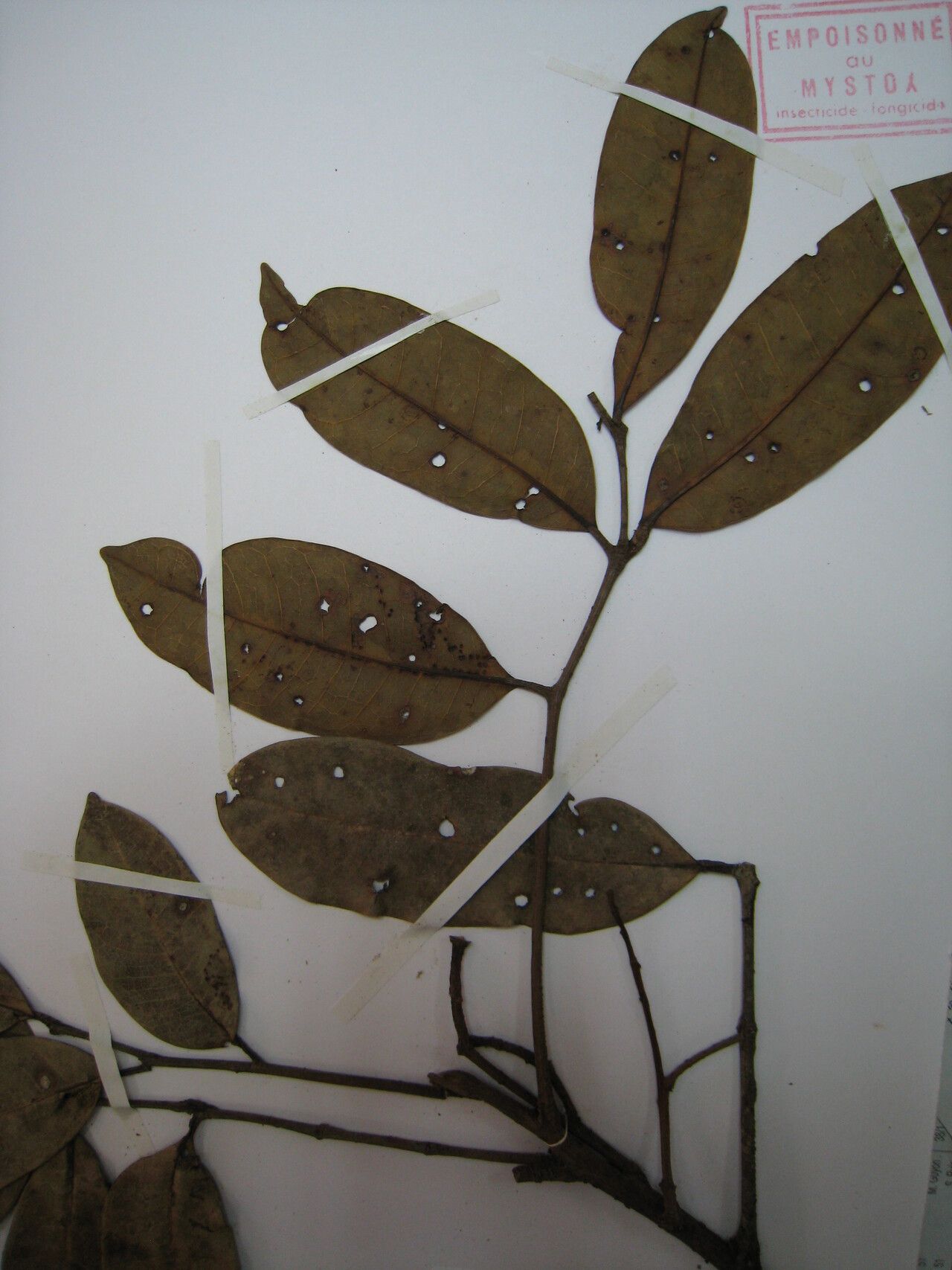 Dacryodes roraimensis other