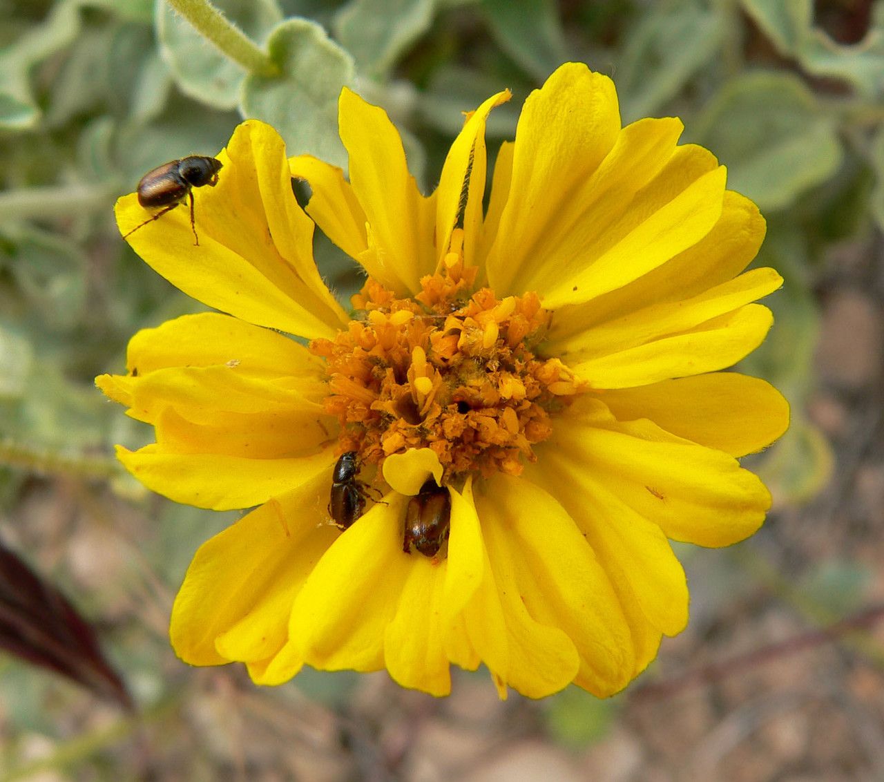 Encelia virginensis flower