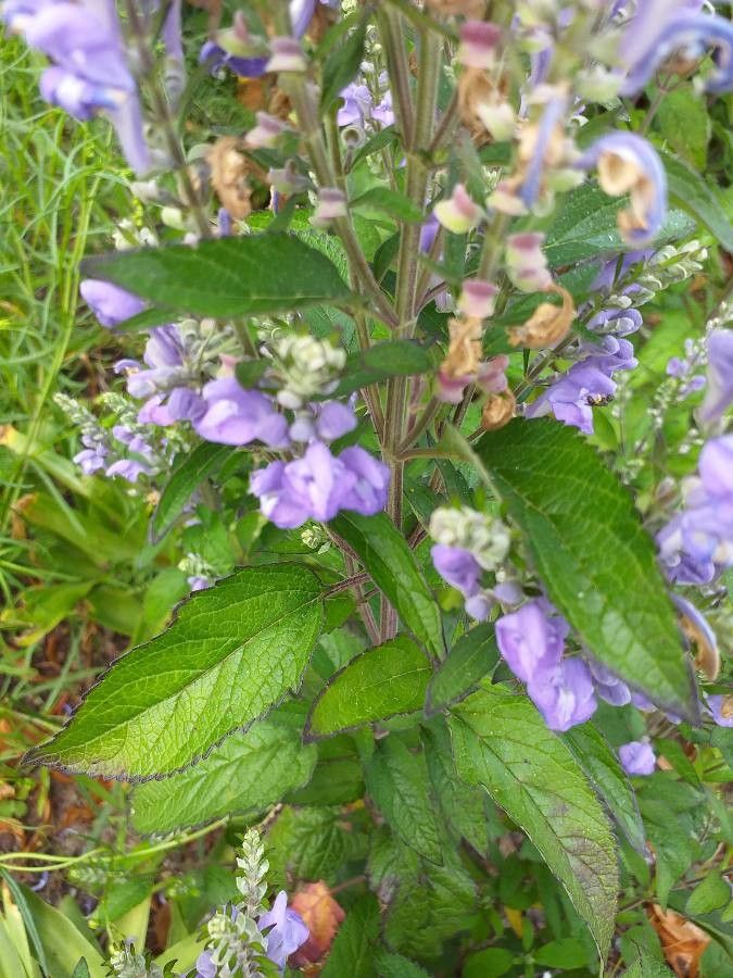 Scutellaria incana — houseplant care guide