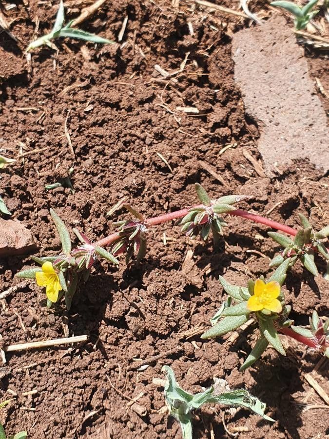 Portulaca quadrifida leaf