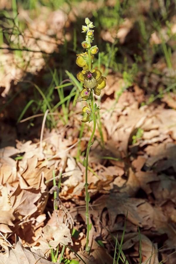 Verbascum bugulifolium — search result for 'Bulgaria'