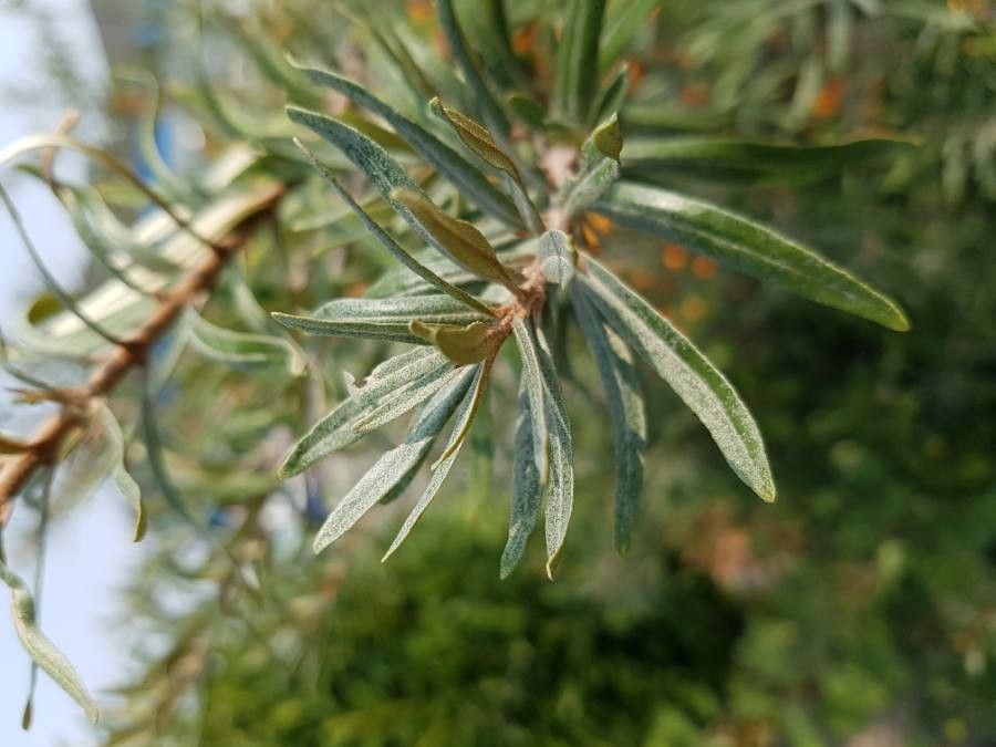 Juniperus cedrus — search result for 'Cupressaceae'