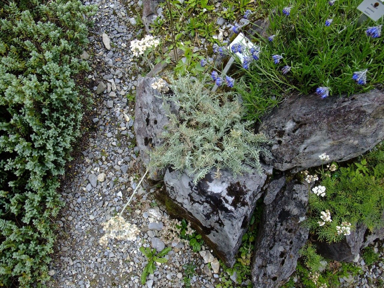 Achillea fraasii habit