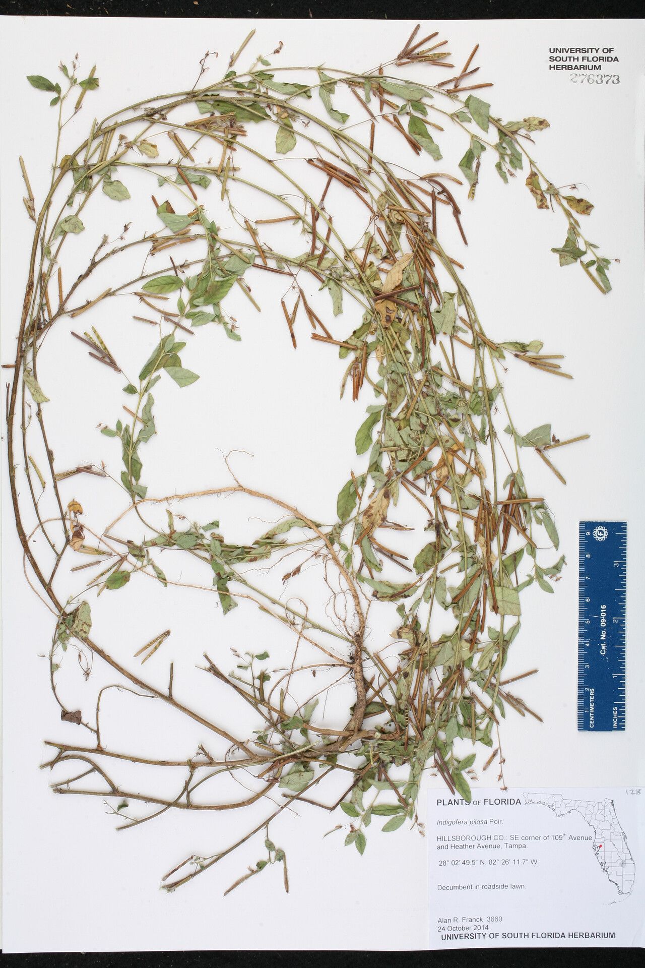 Indigofera pilosa — search result for 'Indigofera'