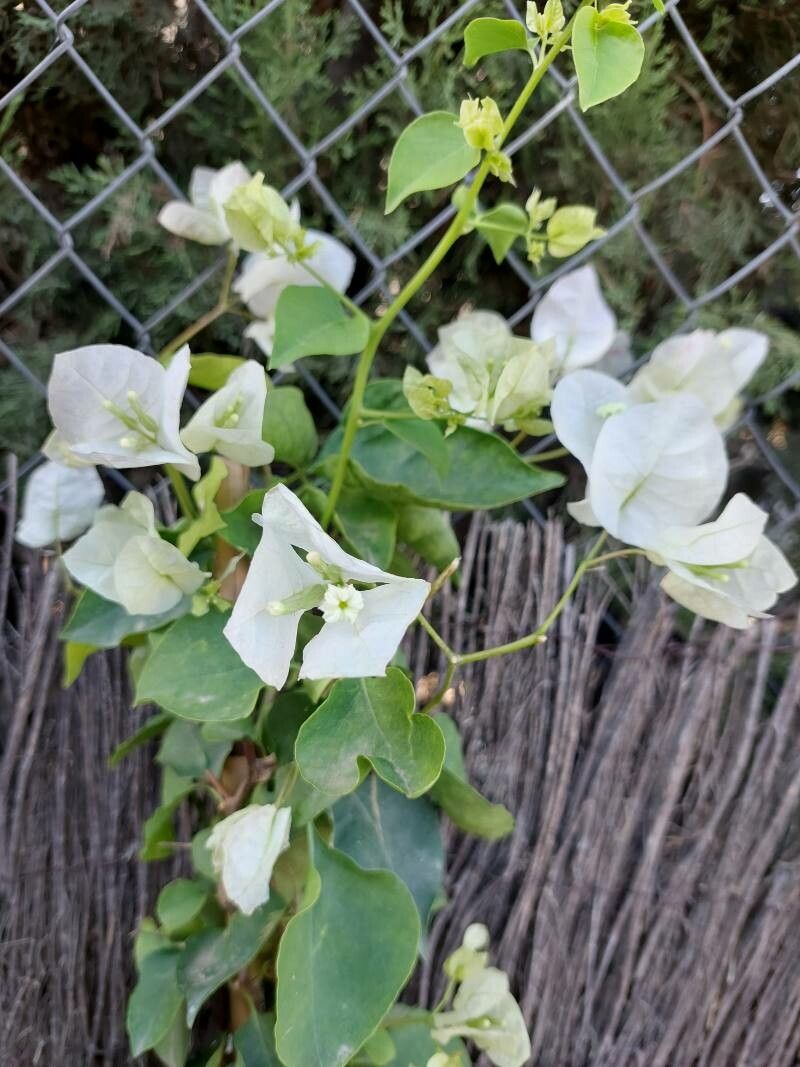 Bougainvillea peruviana flower