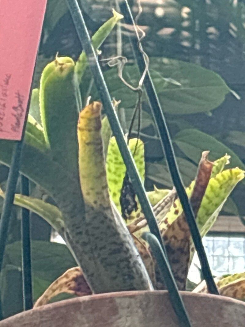 Neoregelia pontualii — houseplant care guide