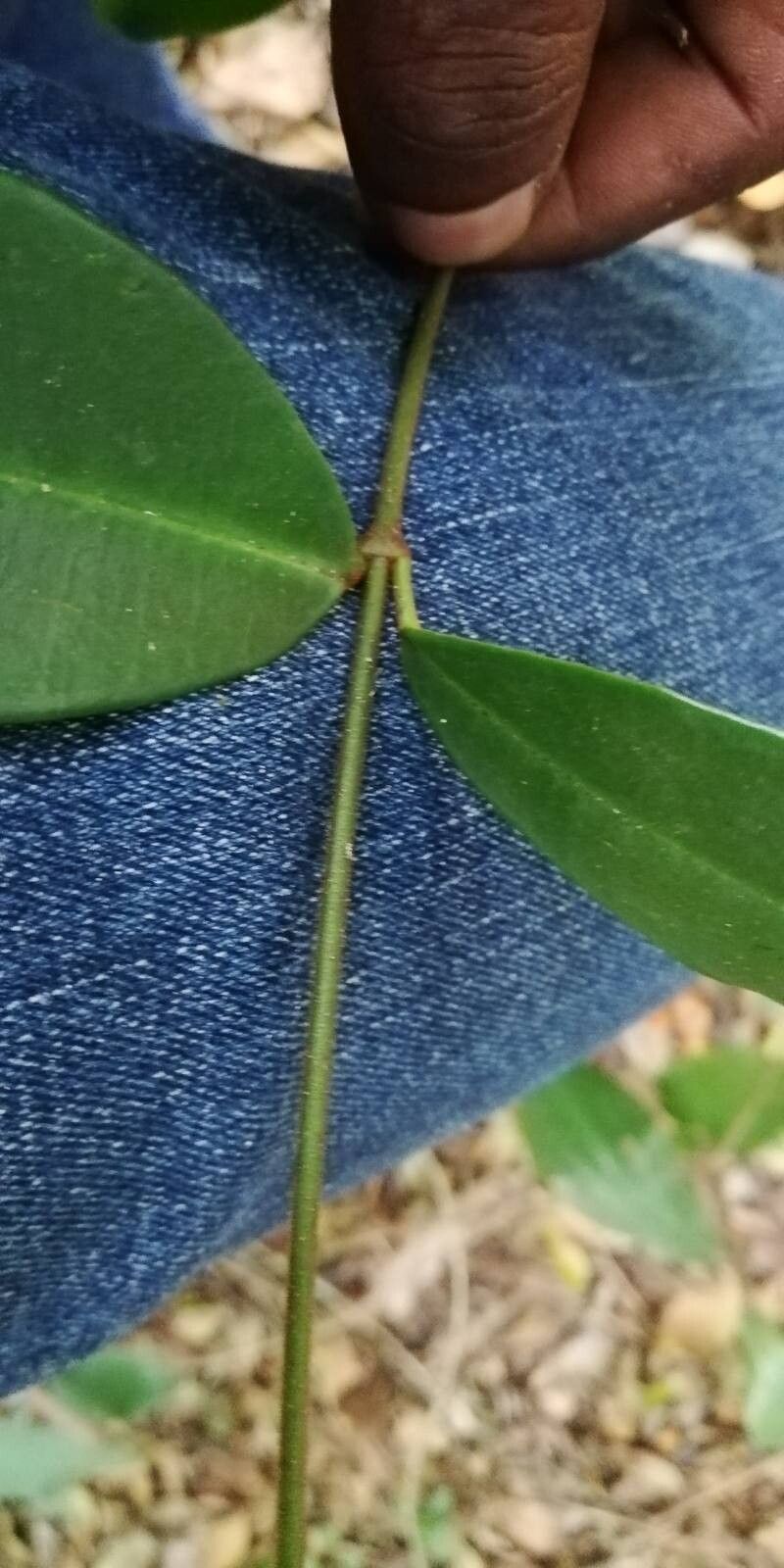 Landolphia incerta — houseplant care guide