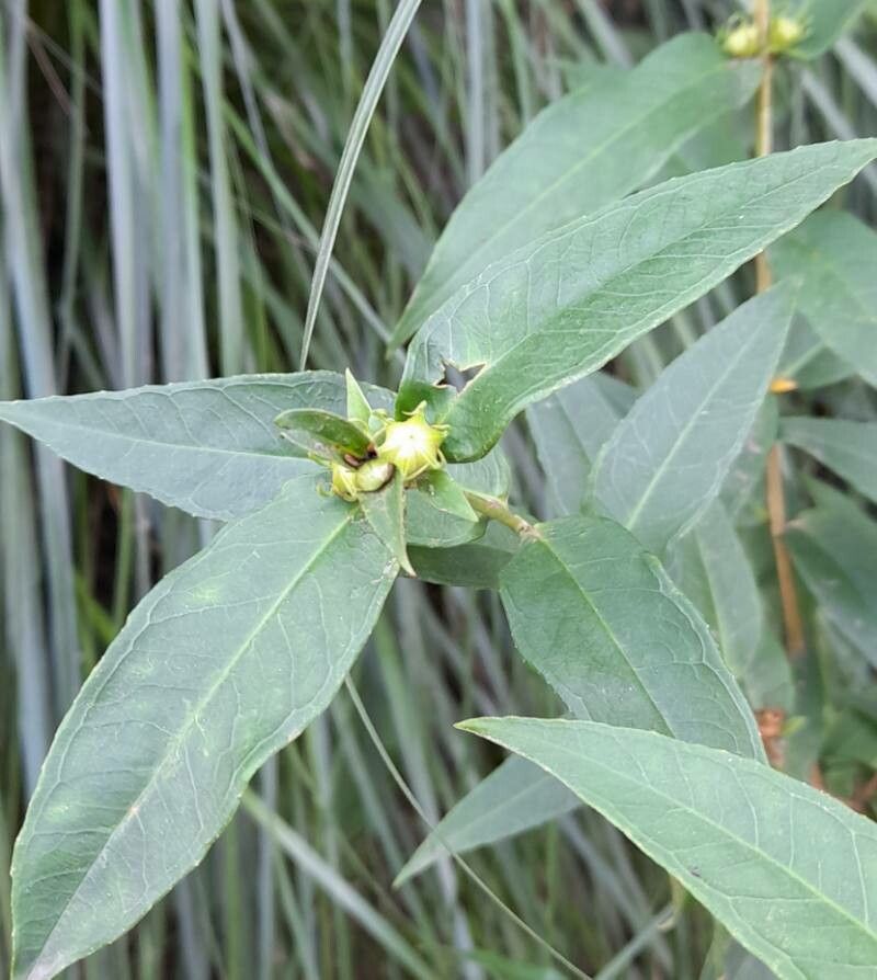 Heimia montana — related species from the same genus