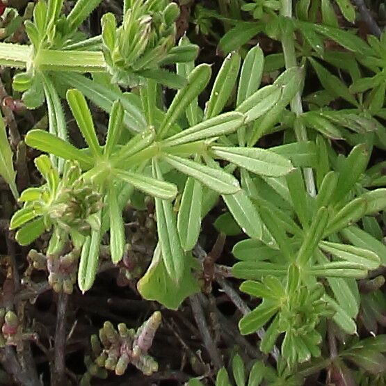 Galium verrucosum — search result for 'Rubiaceae'