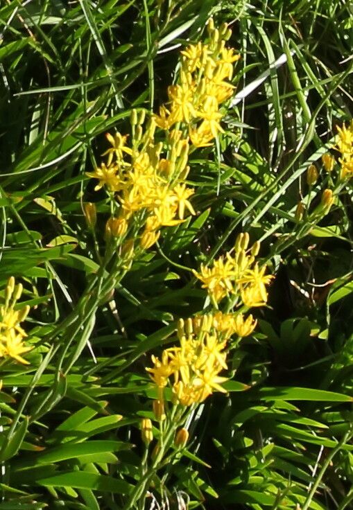 Narthecium reverchonii flower