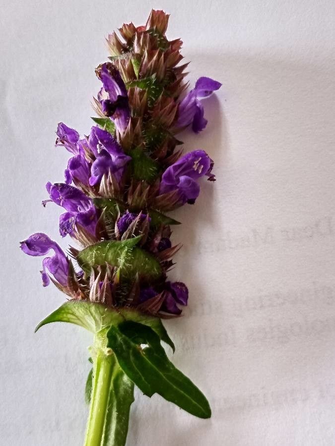 Prunella x giraudiasii flower