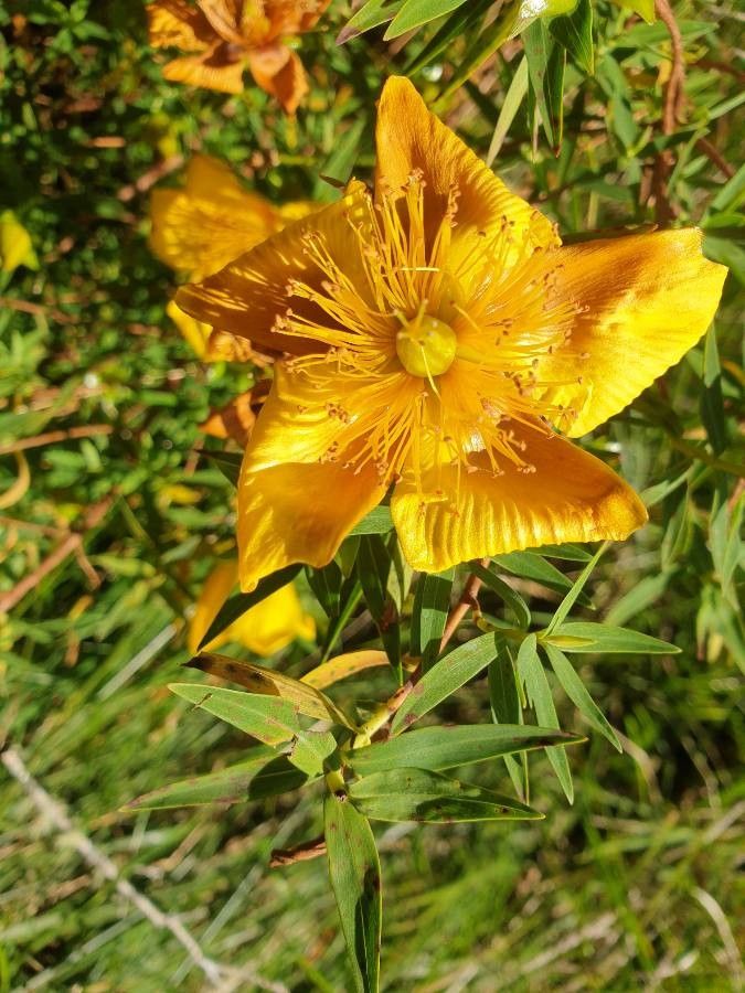 Hypericum lanceolatum flower