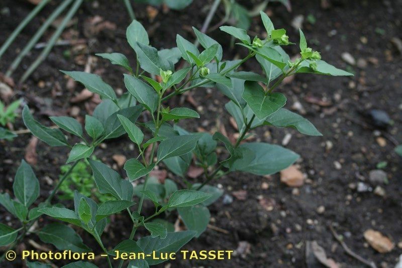 Oxybaphus nyctagineus habit