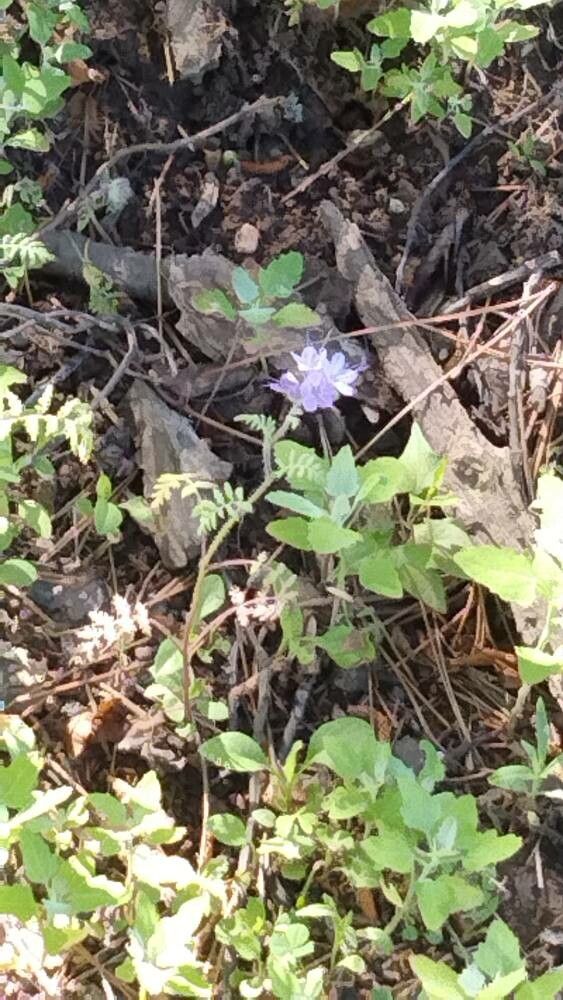 Phacelia breweri flower