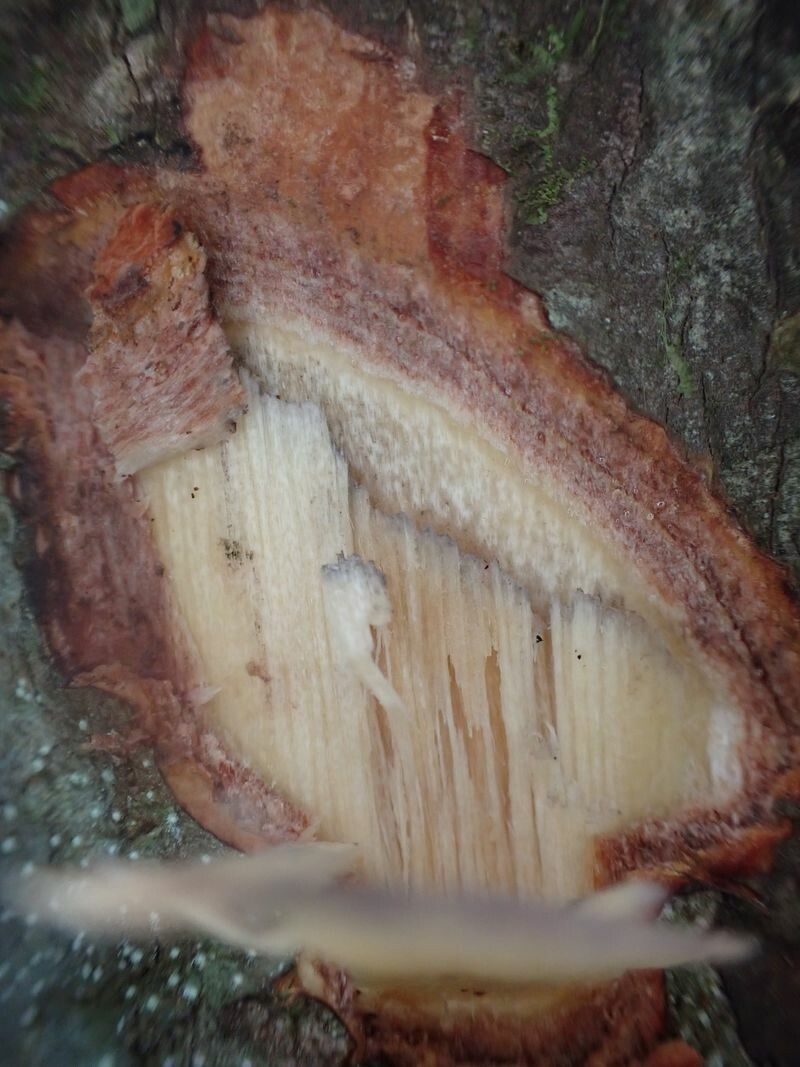 Pachylobus ledermannii bark