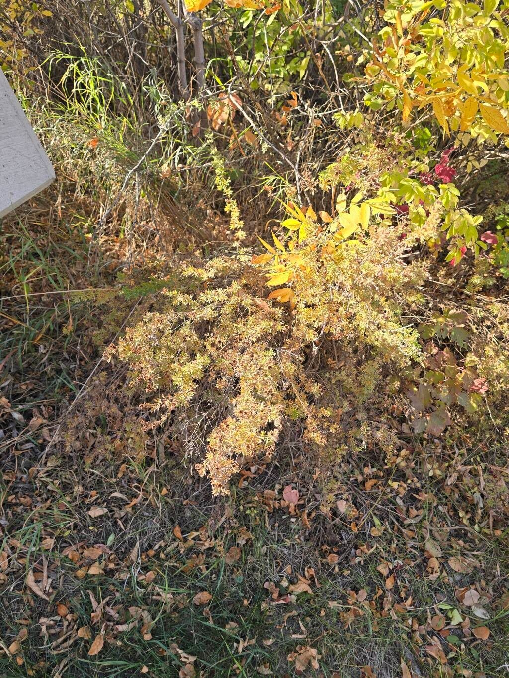 Dasiphora parvifolia habit