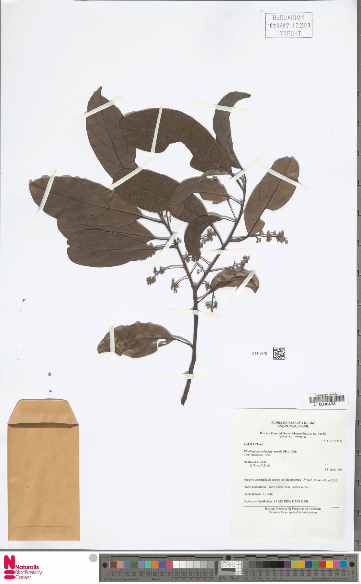 Rhodostemonodaphne peneia — houseplant care guide