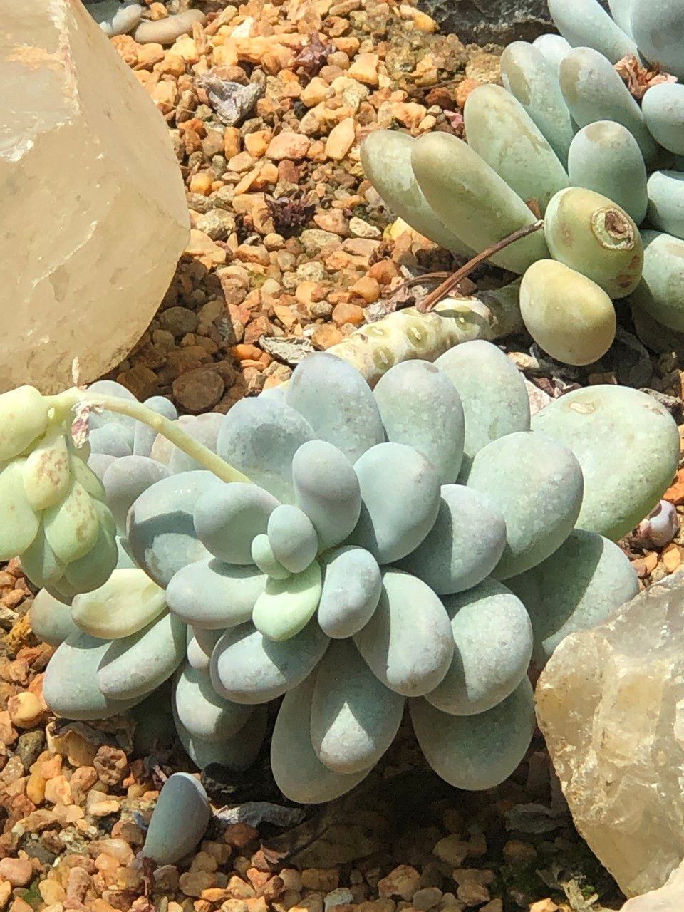 Pachyphytum oviferum fruit