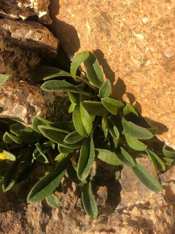 Erysimum penyalarensis — search result for 'Erysimum'