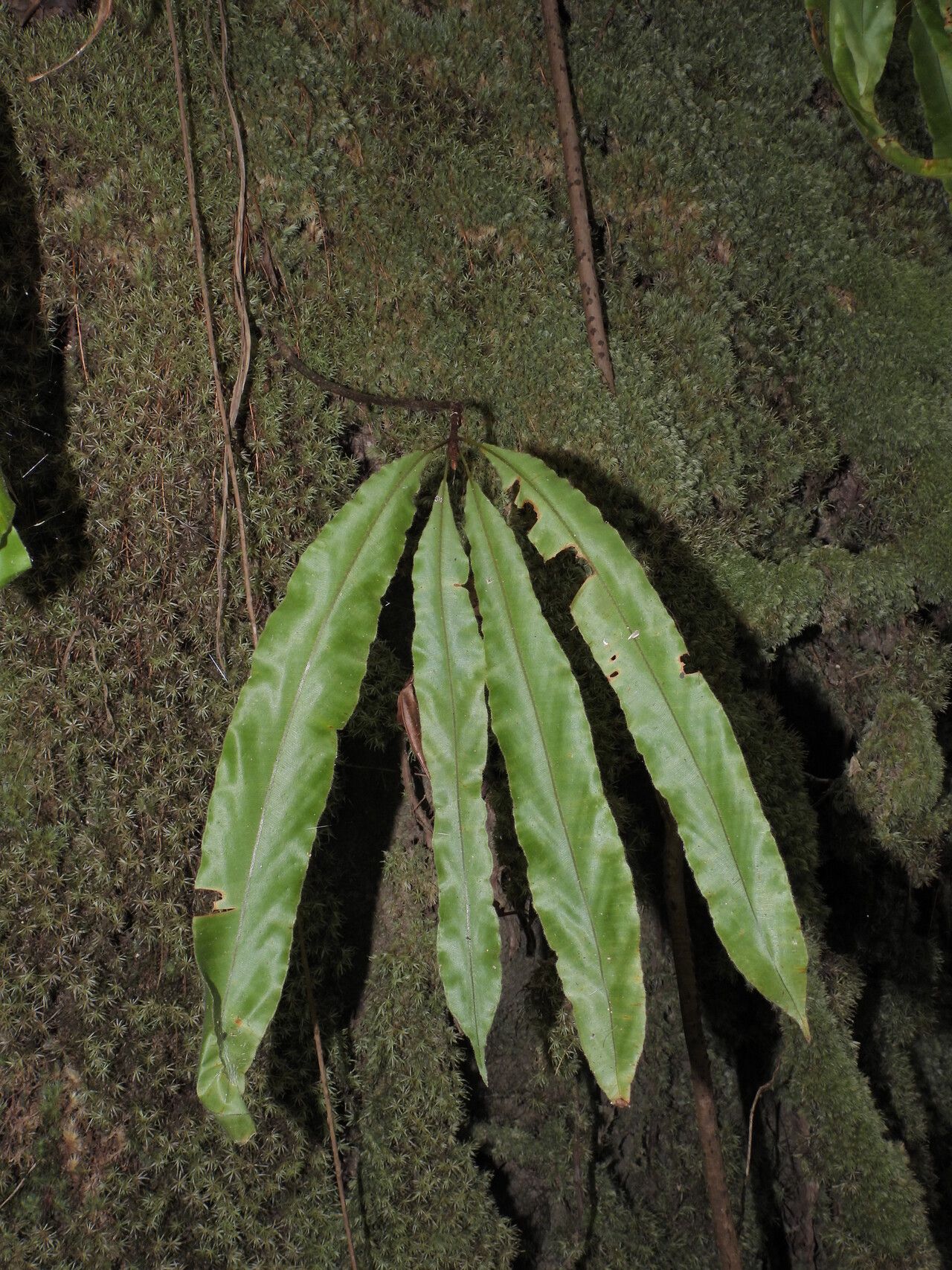 Oleandra pilosa leaf