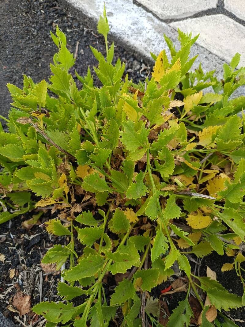 Lavandula rotundifolia leaf