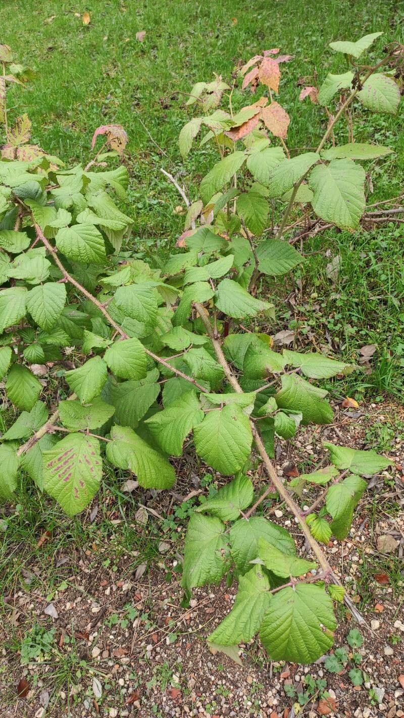 Rubus caucasicus habit