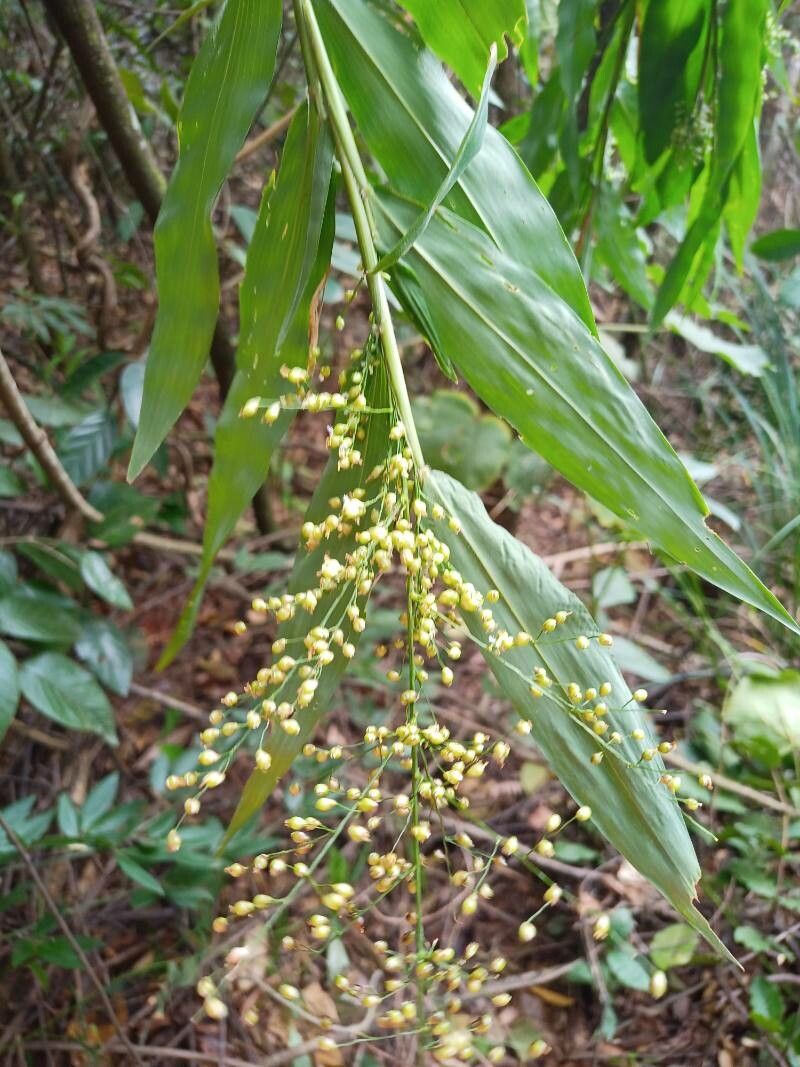 Lasiacis ligulata — related species from the same genus