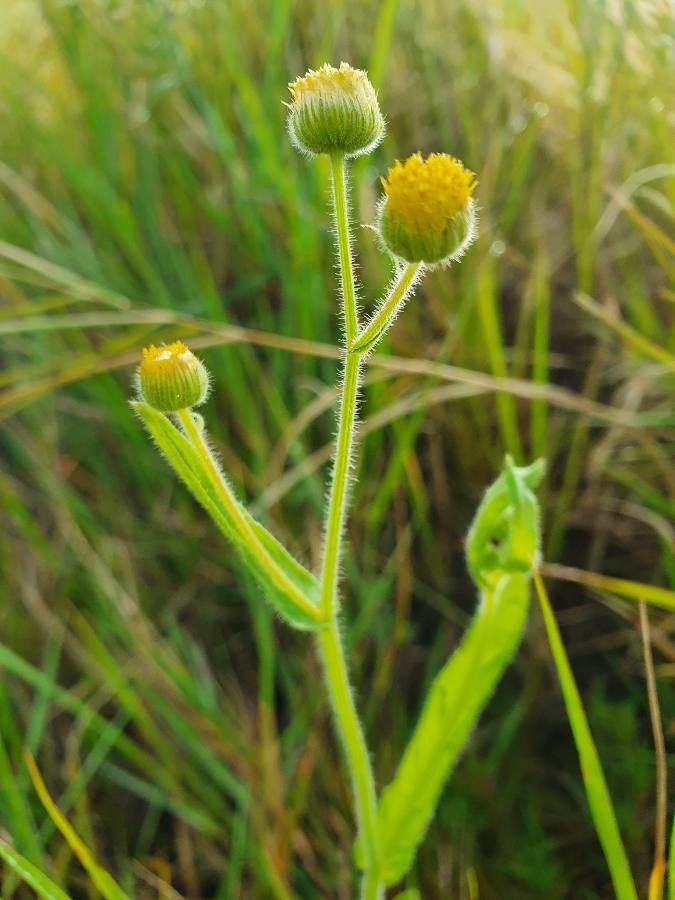 Conyza aegyptiaca flower