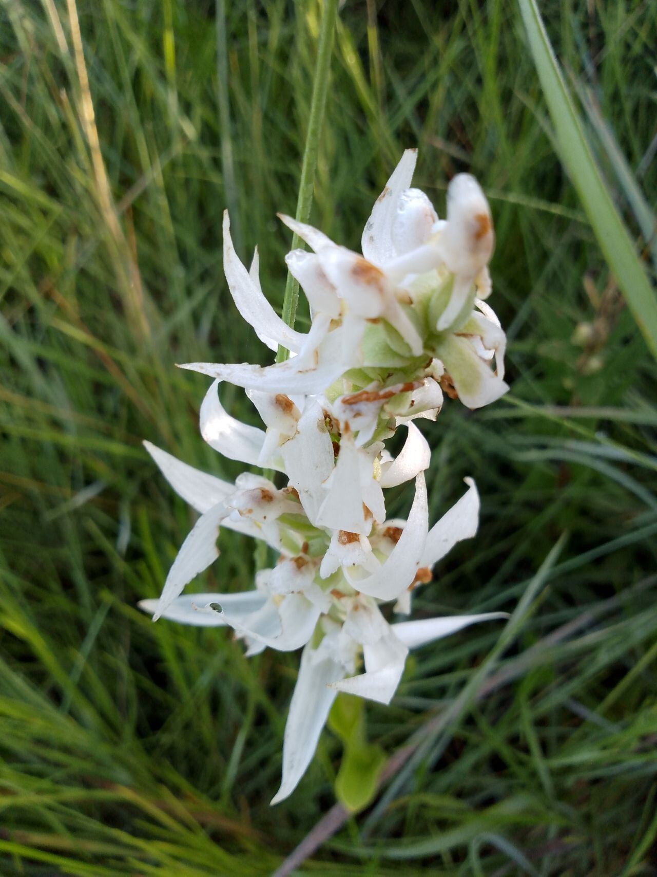 Satyrium trinerve flower