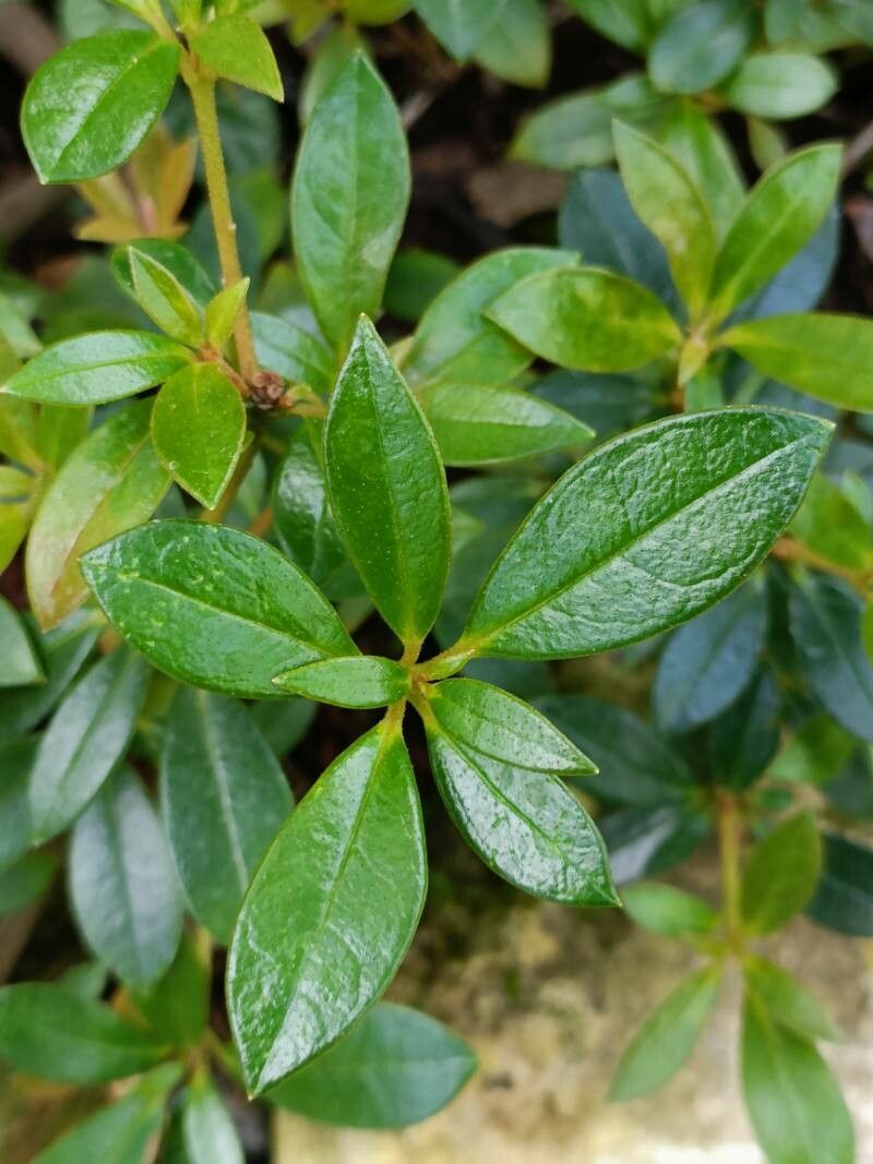 Rhododendron viriosum — houseplant care guide