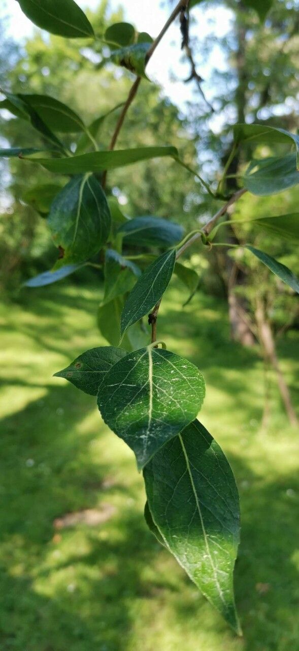 Populus simonii — search result for 'Mongolia'