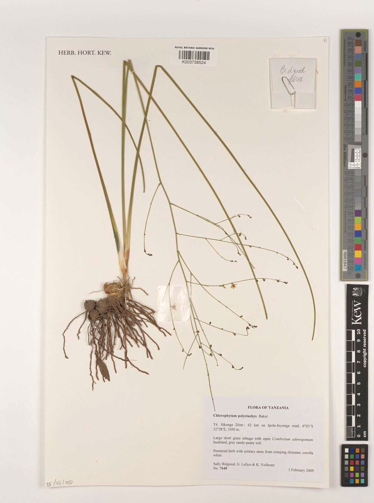 Chlorophytum polystachys — search result for 'Chlorophytum'