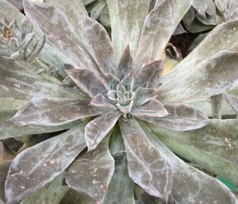 Thompsonella platyphylla — related species from the same genus