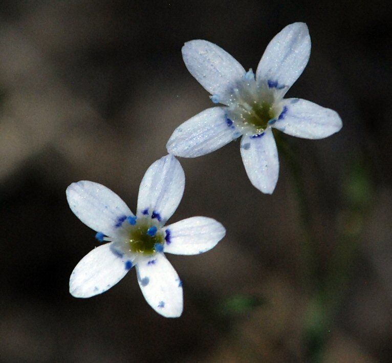 Navarretia capillaris flower